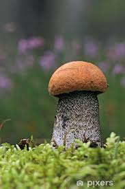 Ukážeš mi svého křemenáče?